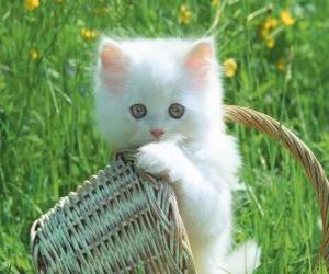 Puzzle Cute λευκό γατάκι